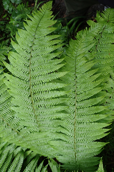 Hybrid Male Fern