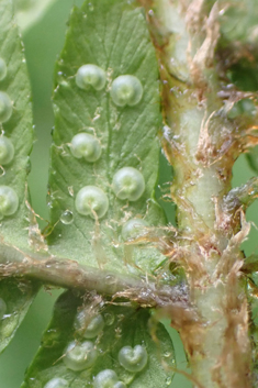 Hybrid Male Fern