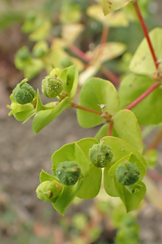 Broad-leaved Spurge