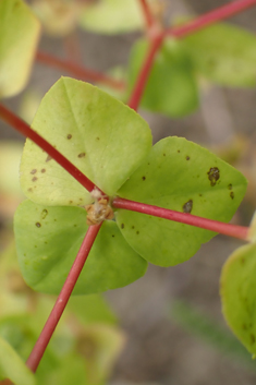 Broad-leaved Spurge