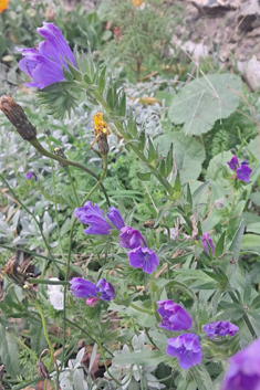 Echium 'Blue Bedder'