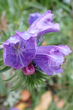 Echium 'Blue Bedder'