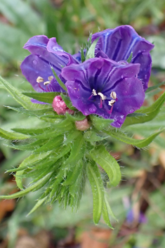 Echium 'Blue Bedder'