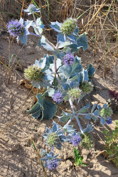 Sea-holly