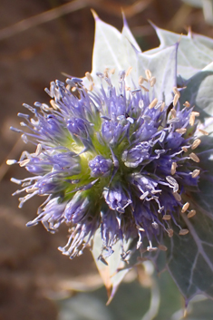 Sea-holly