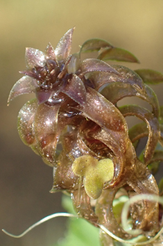 Nuttall's Waterweed