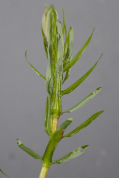 Nuttall's Waterweed