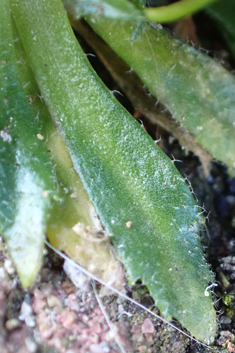 Glabrous Whitlowgrass