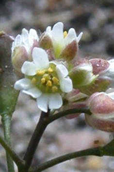 Glabrous Whitlowgrass