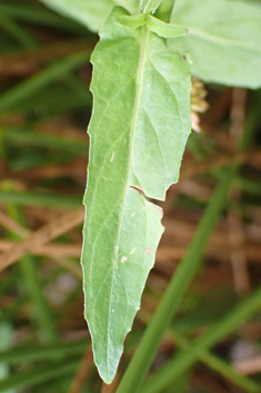 Short-fruited Willowherb