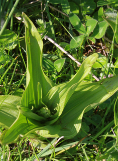Marsh Helleborine