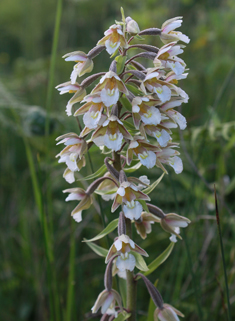 Marsh Helleborine