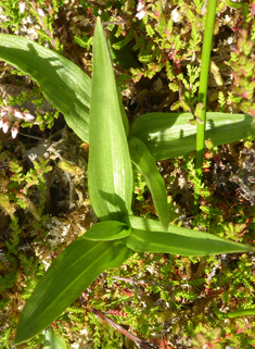 Marsh Helleborine