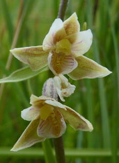 Marsh Helleborine