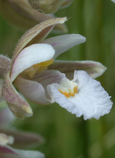 Marsh Helleborine