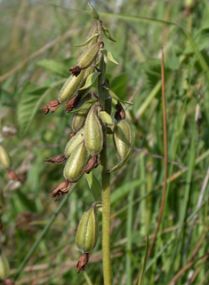 Marsh Helleborine