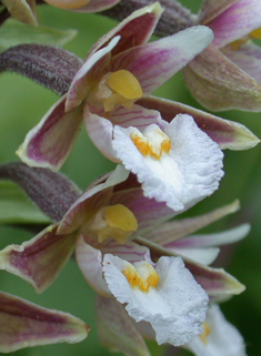 Marsh Helleborine