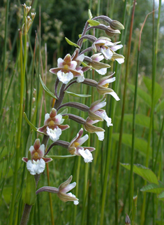 Marsh Helleborine