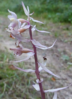 Violet Helleborine