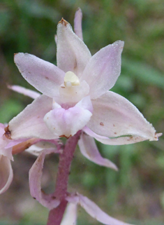 Violet Helleborine