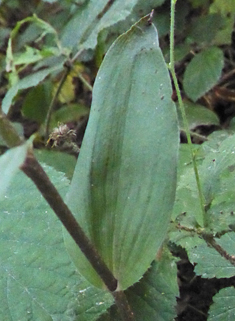 Violet Helleborine