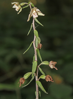 Violet Helleborine