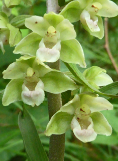 Violet Helleborine