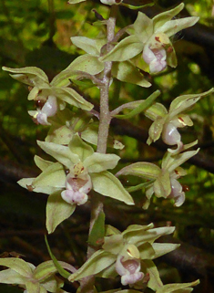 Violet Helleborine