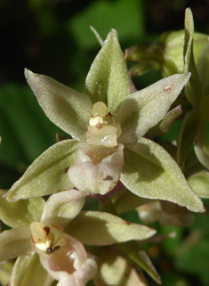Violet Helleborine