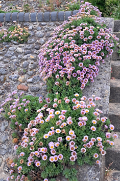 Seaside Fleabane