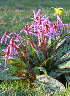 Dog's-tooth-violet