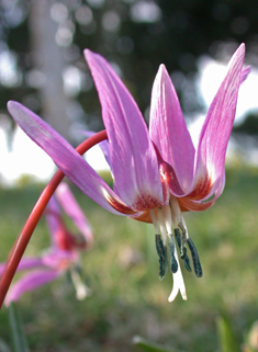 Dog's-tooth-violet