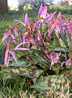 Dog's-tooth-violet