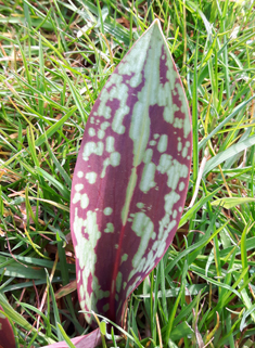 Dog's-tooth-violet