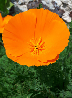Californian Poppy