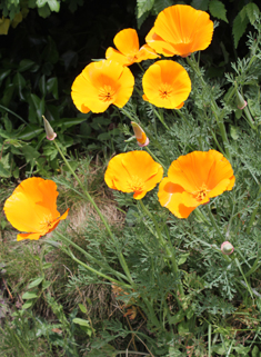Californian Poppy
