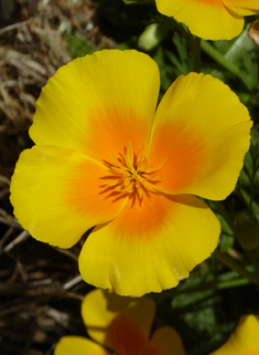 Californian Poppy
