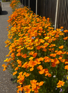 Californian Poppy