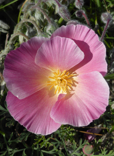 Californian Poppy
