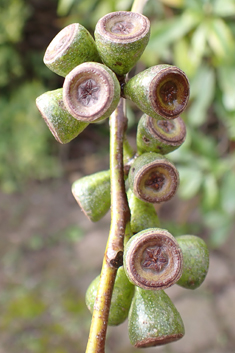Tasmanian Snow-gum