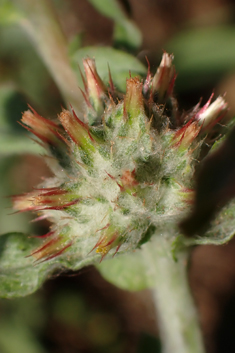 Red-tipped Cudweed