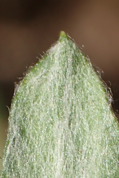 Red-tipped Cudweed