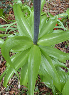 Crown Imperial Lily