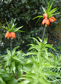 Crown Imperial Lily