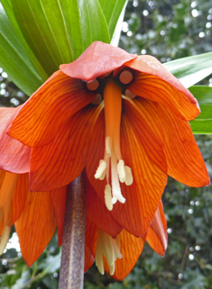 Crown Imperial Lily