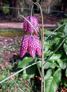 Snake's-head Fritillary
