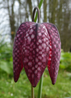 Snake's-head Fritillary