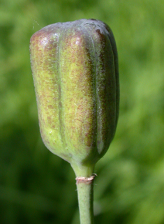 Snake's-head Fritillary