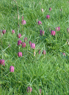 Snake's-head Fritillary