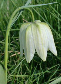 Snake's-head Fritillary